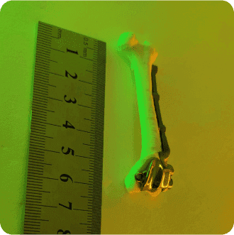 Проектування та виготовлення індивідуалізований імплантат заміна блоку колінний суглоб стегнової кістки проектування імплантату 3д печать 3д друк 3д друк київ ветеринарія київ