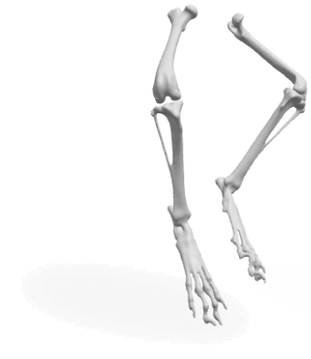 Пластикова анатомічна модель, 3д друк палстикових моделей для ветеринарії, де в Києві можна надрукувати пластикові анатомічні моделі